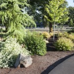 Tree and shrubs and rock next to walkway