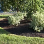 shrubs and tree in mulched area next to curved lawn