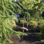 trees and mulched landscape area