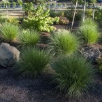 grasses and natural stones in landscape
