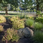 grasses and natural stones in landscape