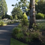 Large landscaped area on either side of driveway with tree trunk