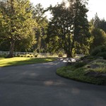 driveway with trees and lawn