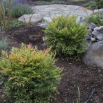 Two shrubs and circular stone patio in background